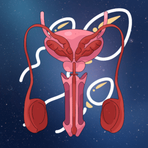 Male Reproductive System