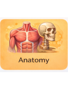 Anatomy